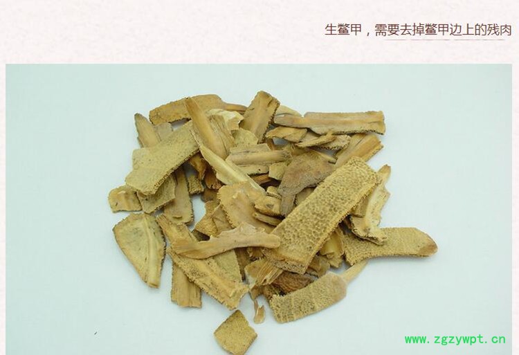 鳖甲4.jpg
