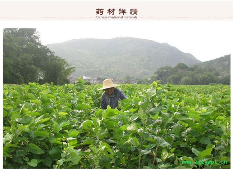 白僵蚕3.jpg