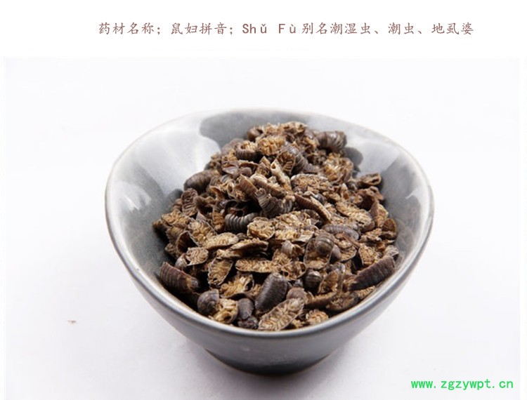 鼠妇虫3.jpg