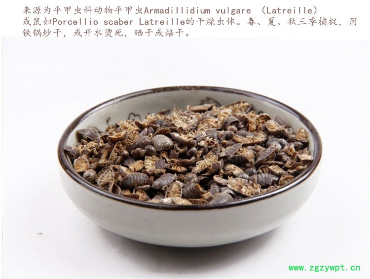 鼠妇虫4.jpg
