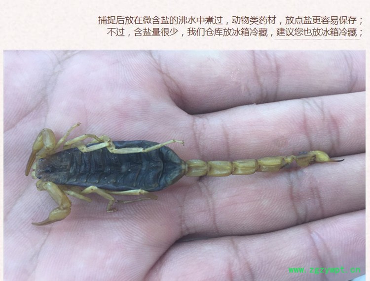 全蝎虫3.jpg