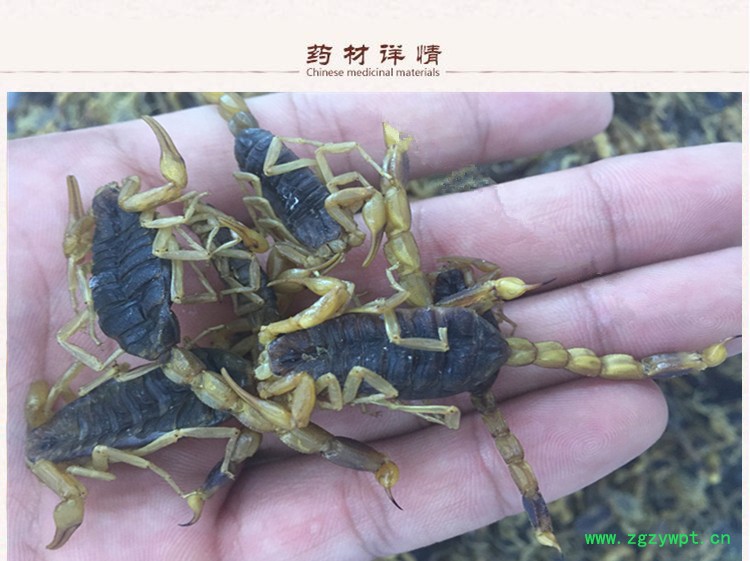 全蝎虫2.jpg