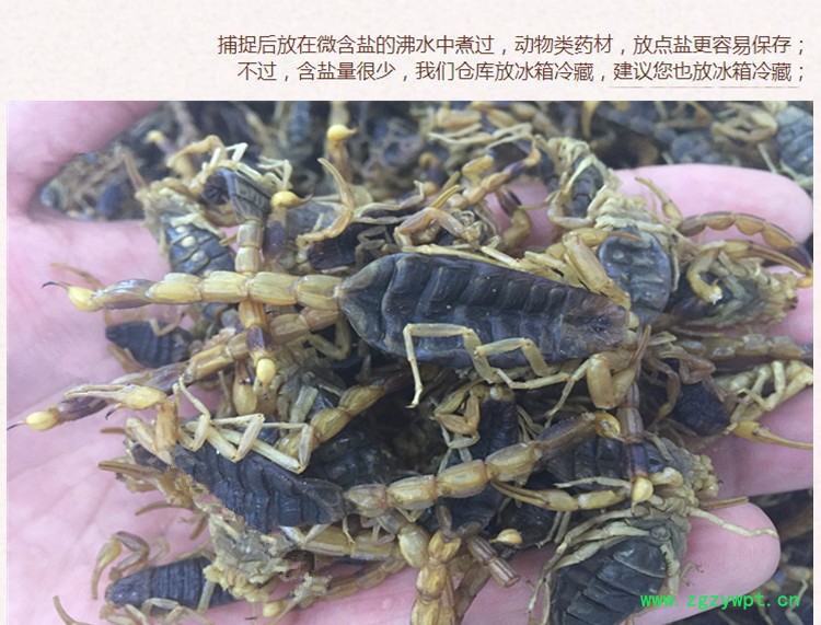 全蝎虫4.jpg