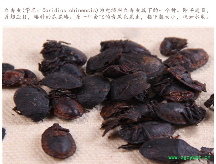 九香虫3.jpg