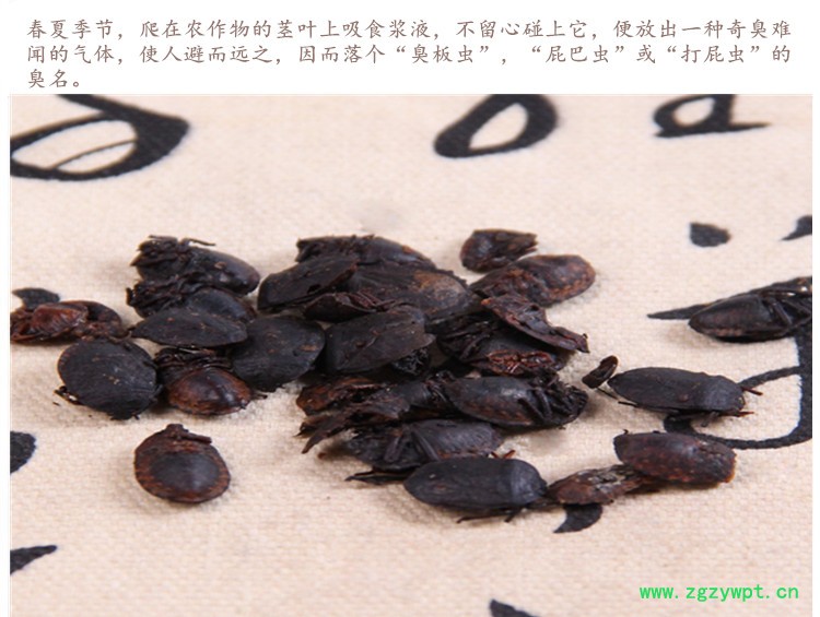 九香虫4.jpg