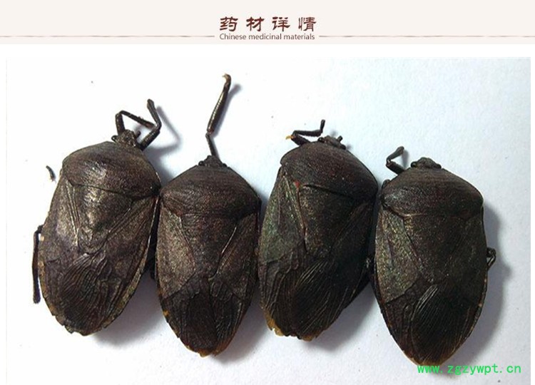 九香虫2.jpg