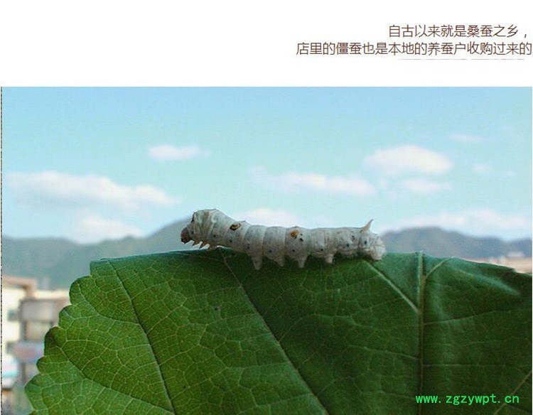 选货白僵蚕4.jpg