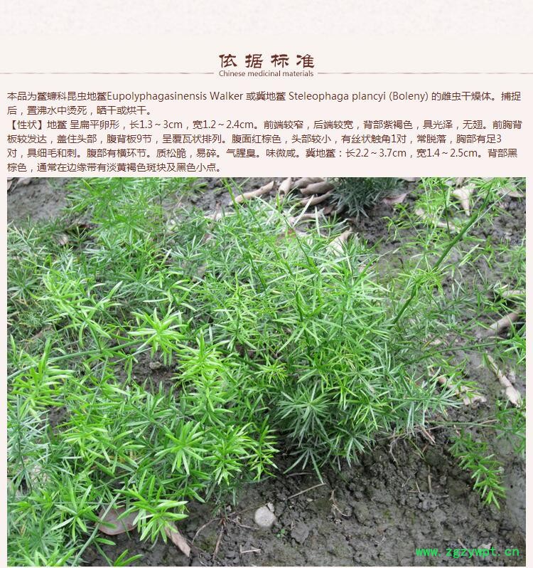 菟丝子4.jpg