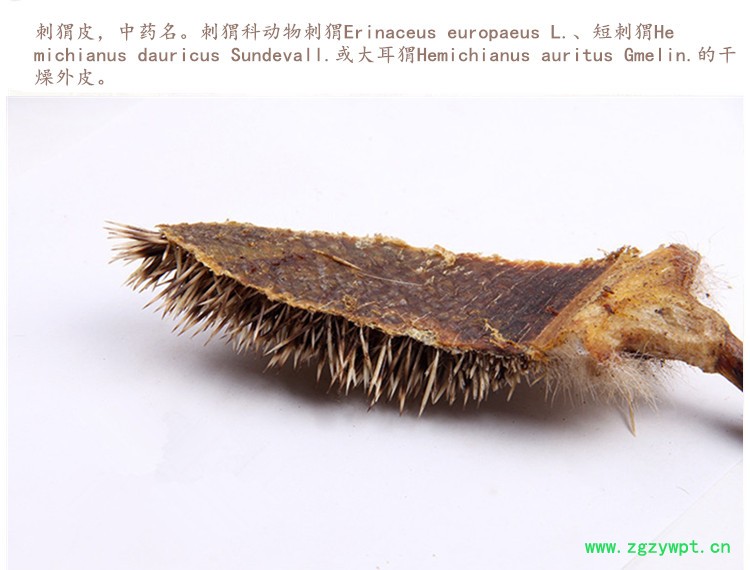 刺猬皮3.jpg