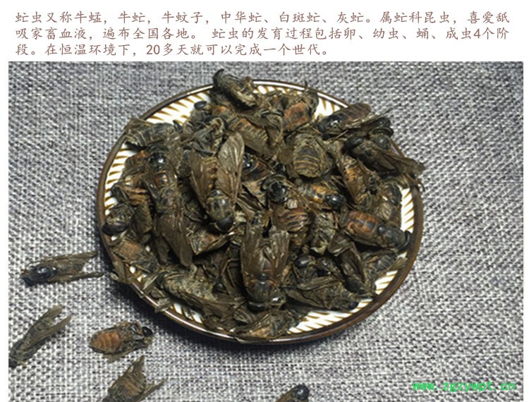 虻虫3.jpg