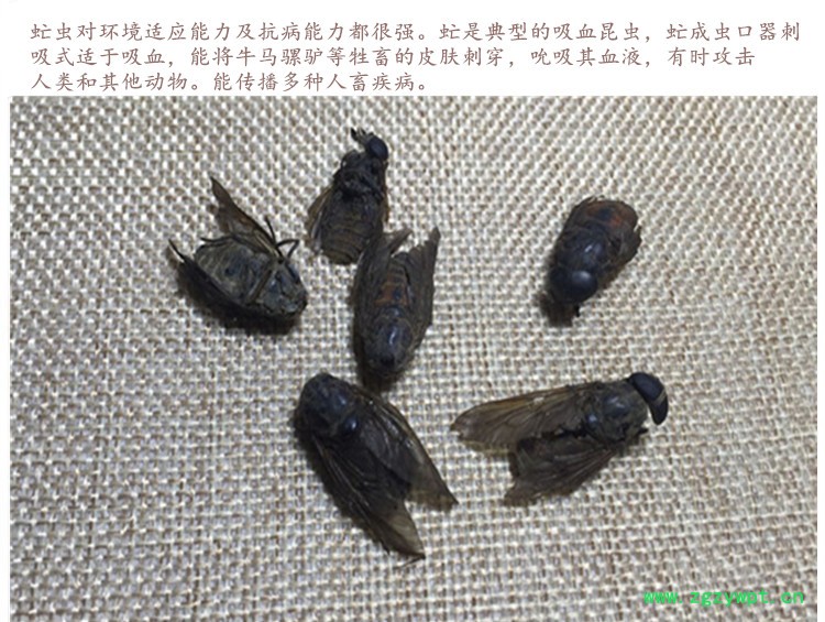 虻虫4.jpg