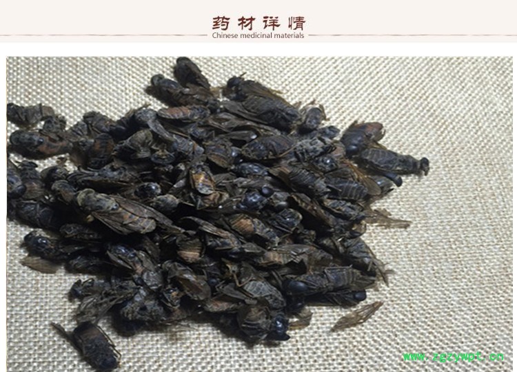 虻虫2.jpg