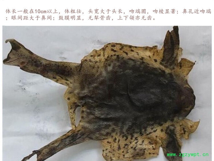 蟾皮4.jpg