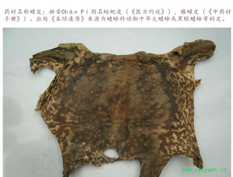 蟾皮3.jpg