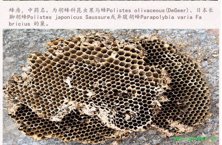 蜂房1.jpg