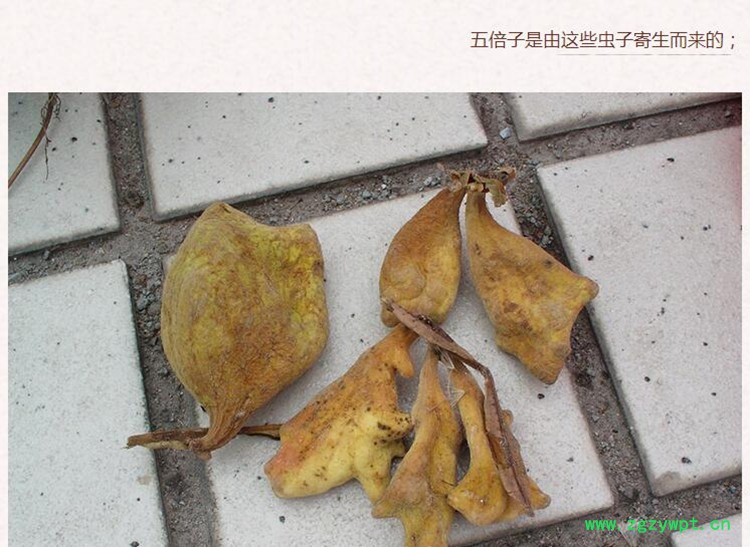 五倍子4.jpg