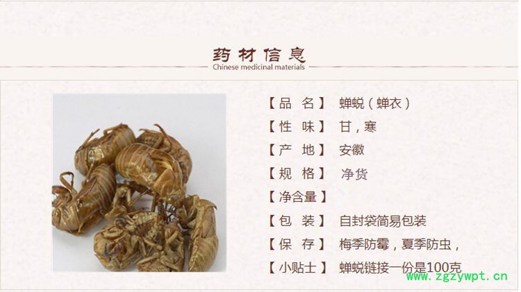 xin蝉蜕1.jpg