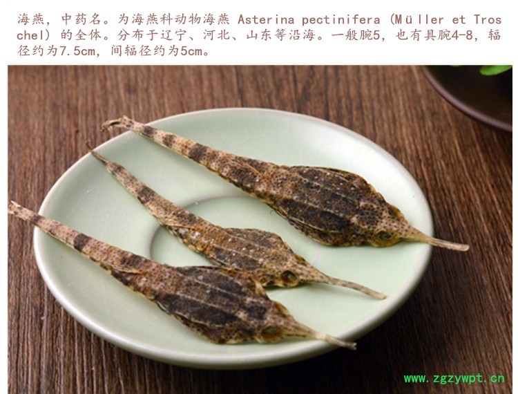 海燕3.jpg