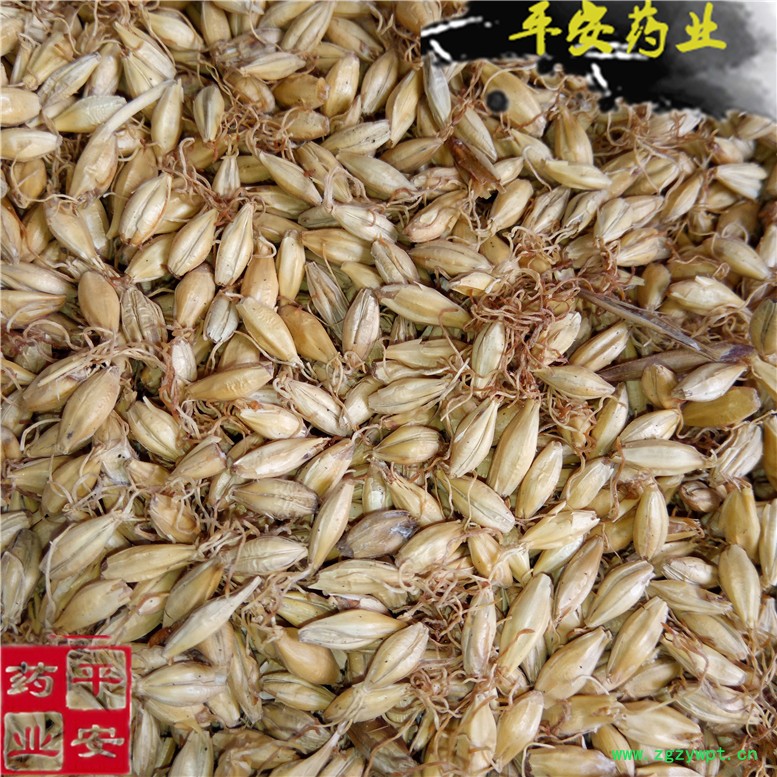 麦芽大麦芽~01_副本.jpg