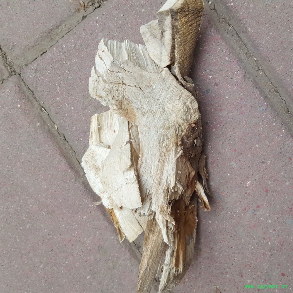 楮树根3.jpg