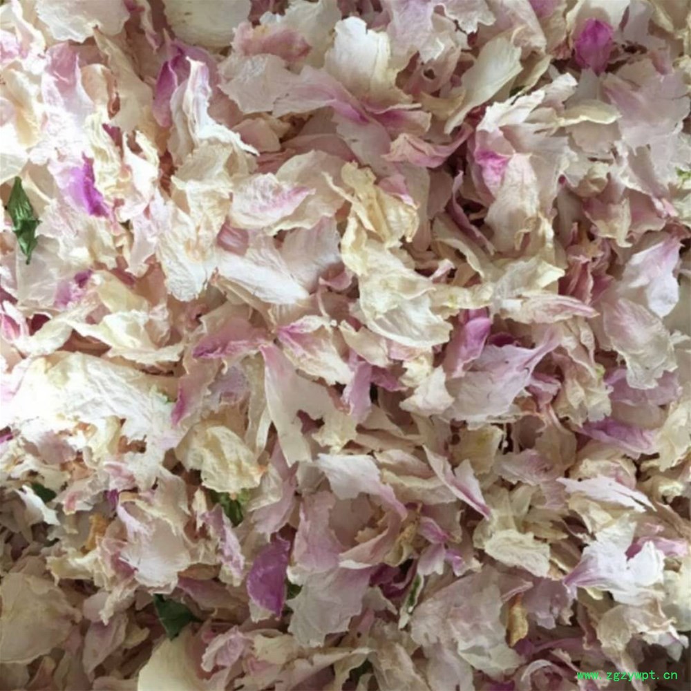 牡丹花4.jpg