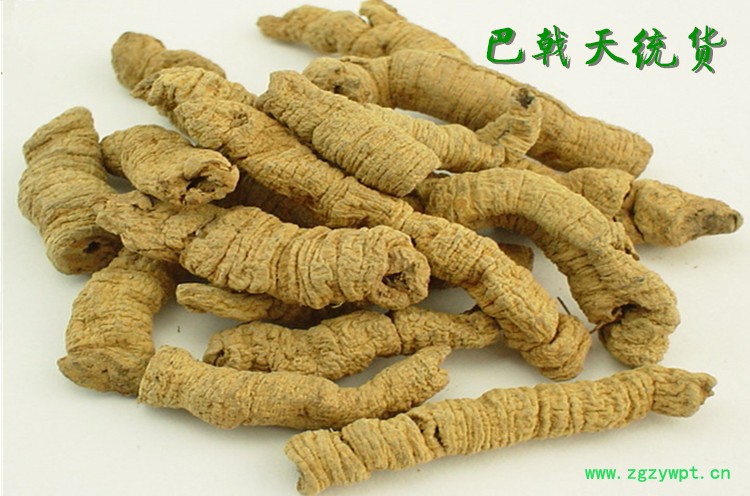巴戟天主图6_副本.jpg