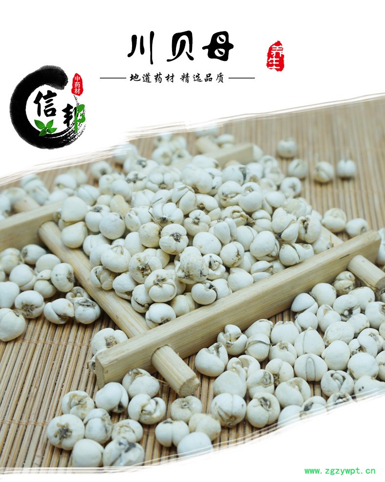 川贝开花贝详情-1.jpg