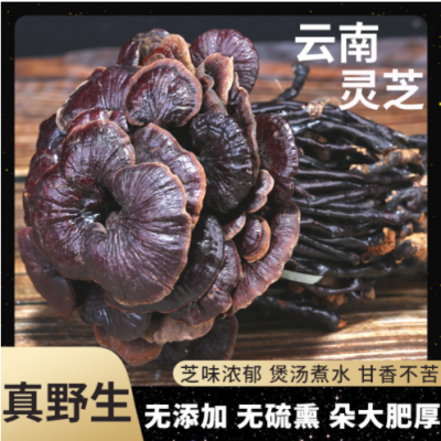 批发野生竹灵芝干货正宗林芝赤灵芝紫灵芝片整枝散装野生灵芝紫芝