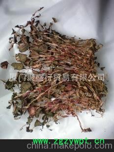 金线莲干品（福建品种）上品