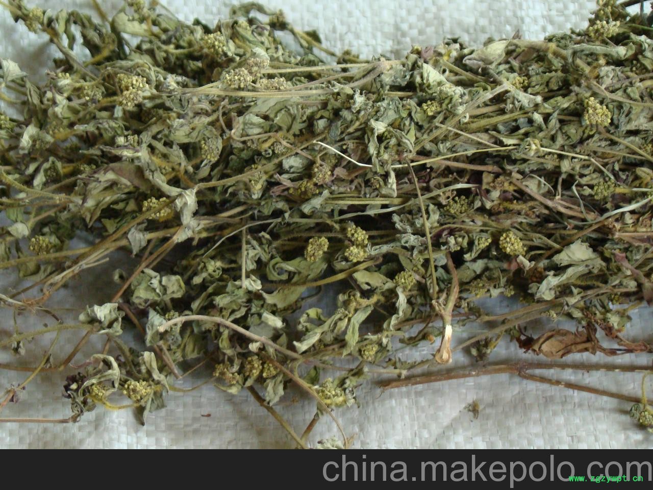 供应陈氏种植 常年供应大飞扬大货 供应陈氏种植 常年供应大飞扬大货