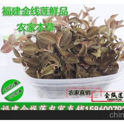 福建金线莲--抗疲劳，保肝养肝，去除熬夜皱纹