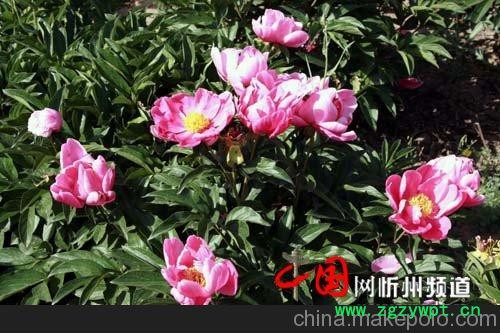 供应草本植物党参苗