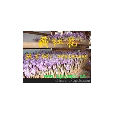 供应北京 泊夫兰种子  泊夫兰种子价格 回收 泊夫兰种植基地