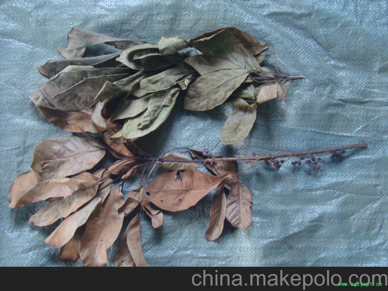 供应陈氏种植 常年供应牛耳枫叶大货 供应陈氏种植 常年供应牛耳枫叶大货