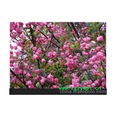 泰安红灯樱桃，泰安岱红樱桃销售、预定