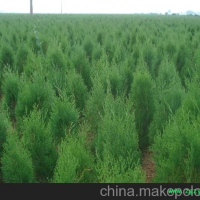 精准速推 营养袋黑松苗 图片基地