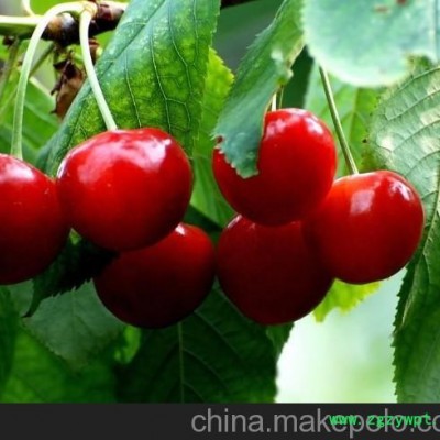 泰安樱桃实生苗价格 樱桃实生苗品种  樱桃实生苗采购