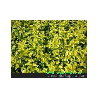 泰安供应 3—6分枝 金叶女贞