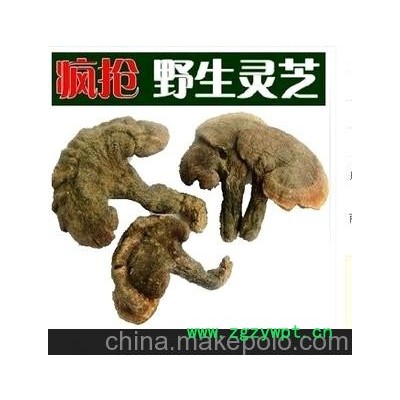 灵芝/赤芝/灵芝菌 滋补品 名贵中药材四川青川特产