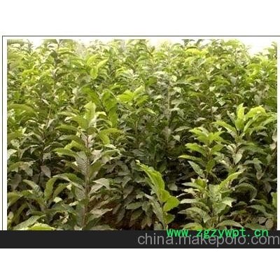 山东板栗实生苗   百度百科 优质板栗苗