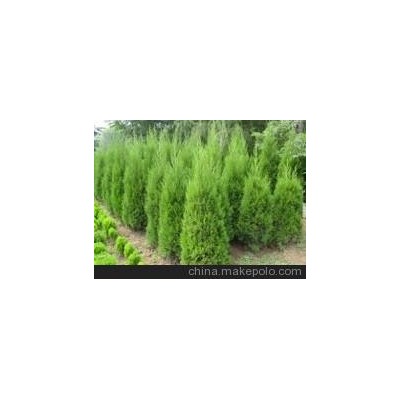 低价销售：30公分以上 龙柏苗 厂家批发
