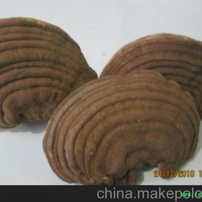 种植灵芝与灵芝的区别