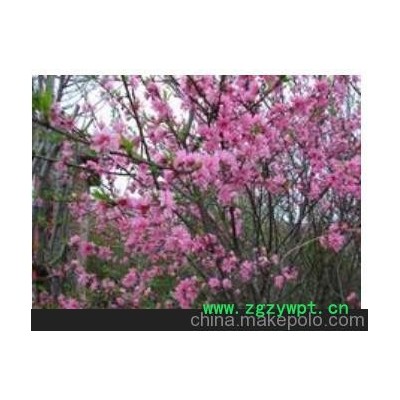 1 泰安菊花碧桃1—5cm 菊花碧桃规格