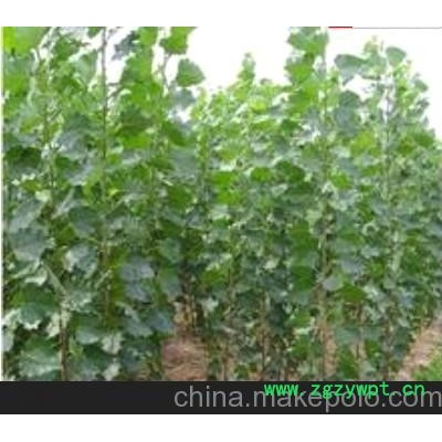 惊爆价 107速生杨经销商 107速生杨100万棵最新报价