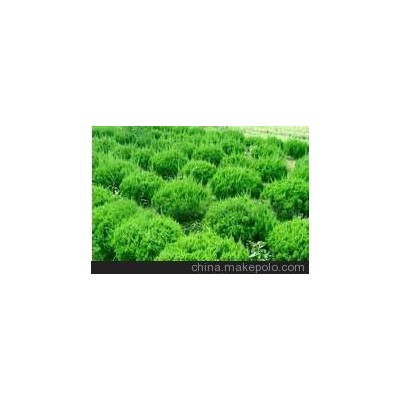 强力推荐： 30公分以上 冬青苗（泰安苗木）