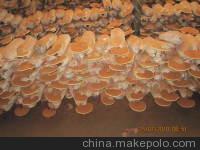 灵芝的食用方法