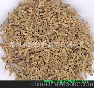 产地直销 供应优质中药材侧柏叶