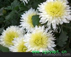 品质的选择 焦作怀菊花 正品保障
