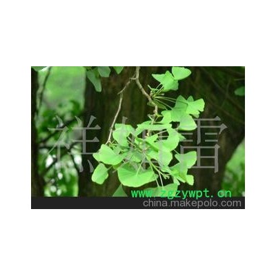 中药材银杏叶银杏叶.植物叶子