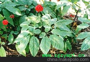 干品三七茎叶-保健茶原材料